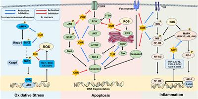 Curcumin derived from medicinal homologous foods: its main signals in immunoregulation of oxidative stress, inflammation, and apoptosis